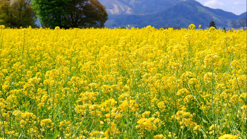 ふるさとに逢える 楽園信州 心が澄む 信州に住む 長野県の移住ポータルサイト 飯山市 いいやまで暮らす 里山の自然風景 菜の花が満開になりました